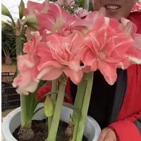 露花剑1个玫瑰花样【24/26】实际偏小南非朱顶红院艺盆栽花球