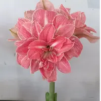 1个爱慕女神【24/26】实际偏小荷兰进口朱顶红家庭园艺盆栽花球