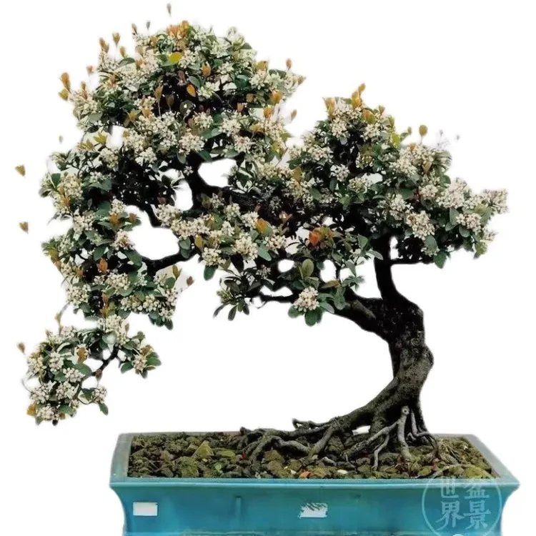 春花 龙船花 山格木 罗汉松 雀梅 山桔 桃金娘黑骨茶等盆景系材