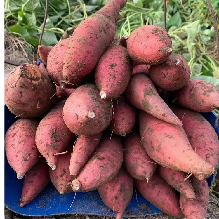 农家番薯红肉红薯杂粮无公害番薯农村红薯客家特产农产品红薯香甜