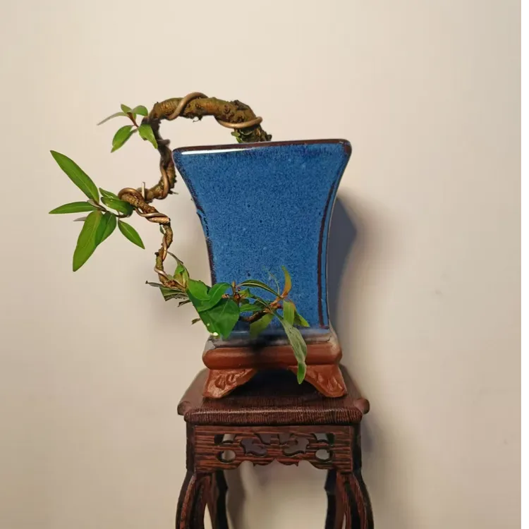 水杨梅盆栽适阳台鱼缸茶台