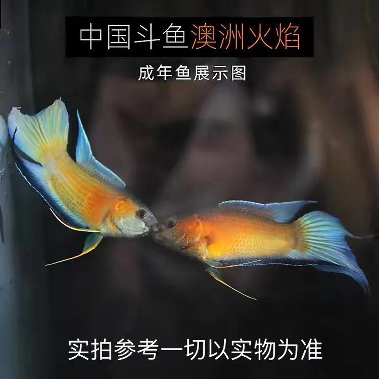中国斗鱼澳火斗鱼澳洲红火焰冷水活体纯种淡水耐活观赏鱼