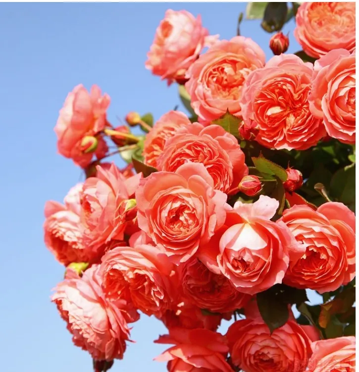 夏日花火月季花灌木阳台庭院地栽盆栽多季大花扦插