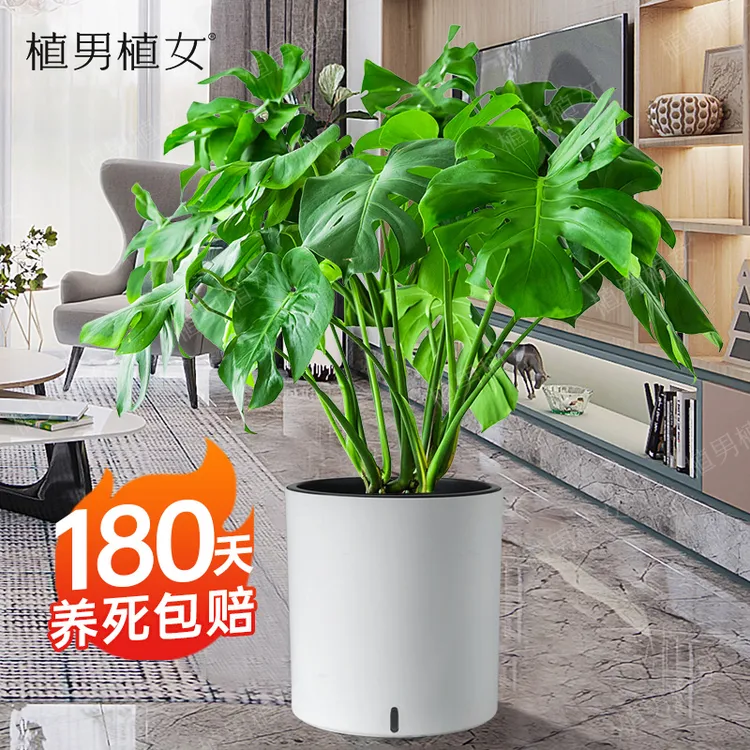 龟背竹大盆栽植物室内客厅大型绿植办公室四季常简单美观居室室外