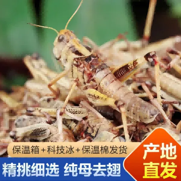 纯母去翅蚱蜢蝗虫飞蝗包邮虫子固定油炸炸蚂蚱鸡头