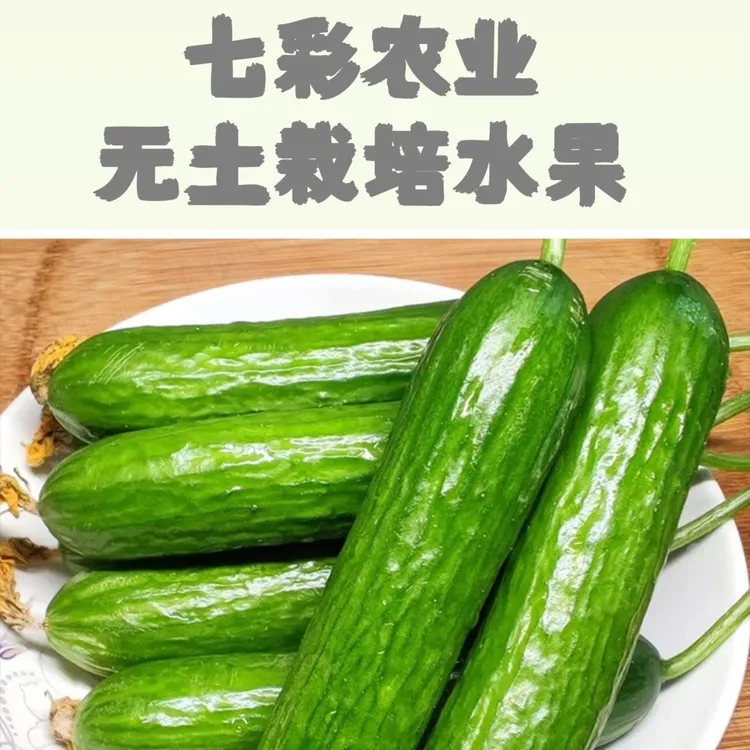 无土栽培水果小黄瓜天然营养新鲜脆嫩生鲜农产品现摘现发
