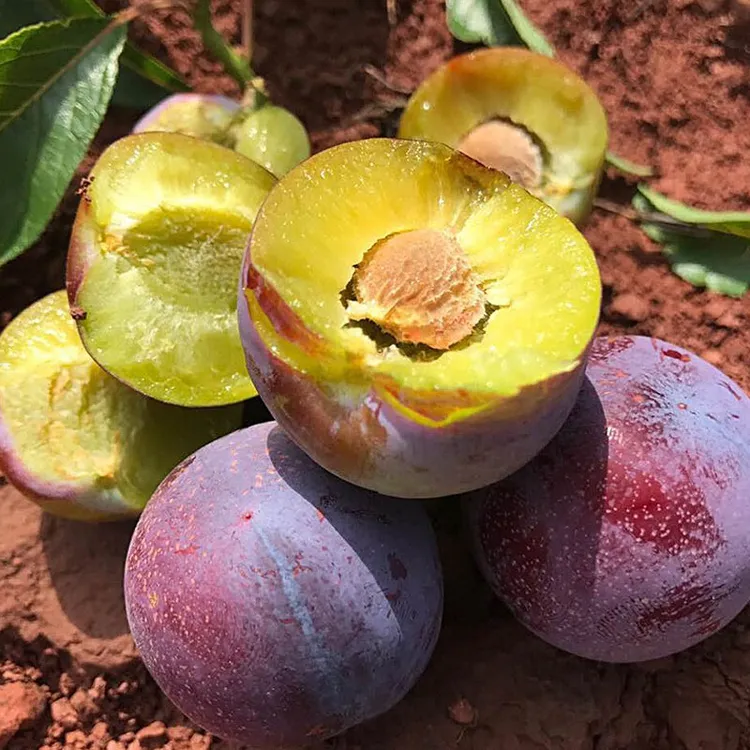 高山脱骨脆红李高山小脆红李子新鲜采摘脆甜可口4.5斤包邮现货