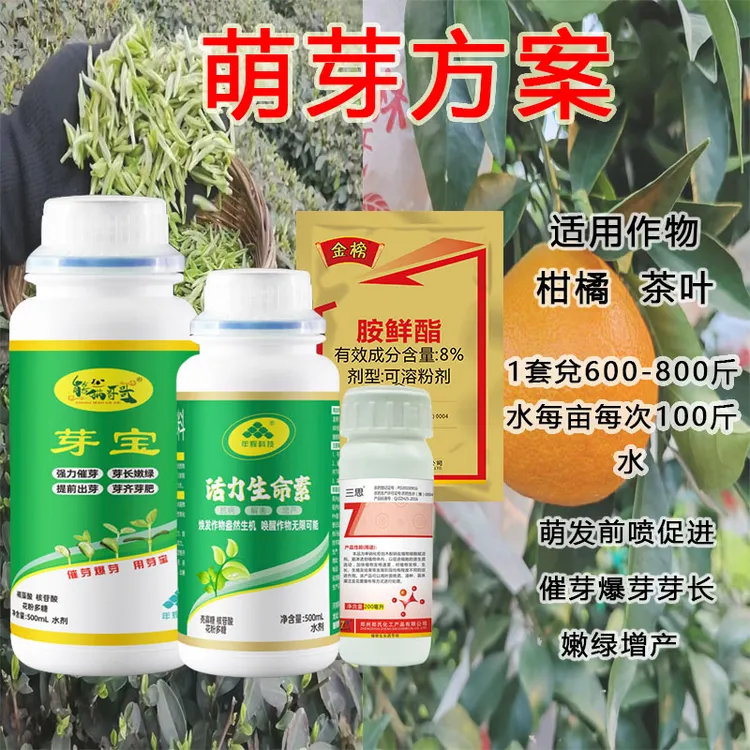 【熊猫哥哥独家萌芽方案】 柑橘修剪后打一次 出芽两公分再打第二次