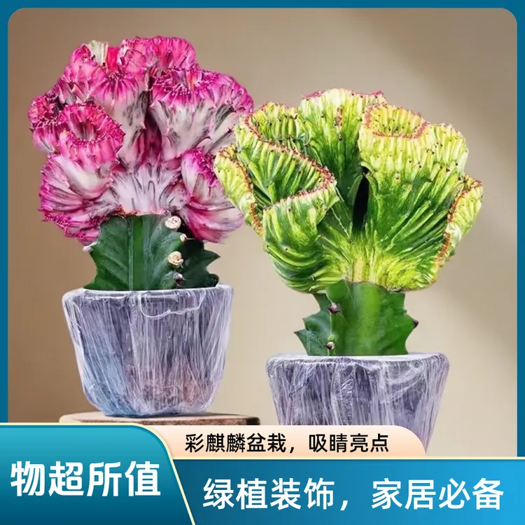 玉麒麟彩麒麟多肉盆栽防辐射净化空气绿植室内