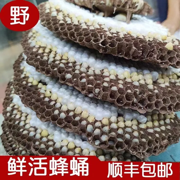 包活带巢称重鲜活蛹马蜂地蜂树蜂胡蜂金环黑盾