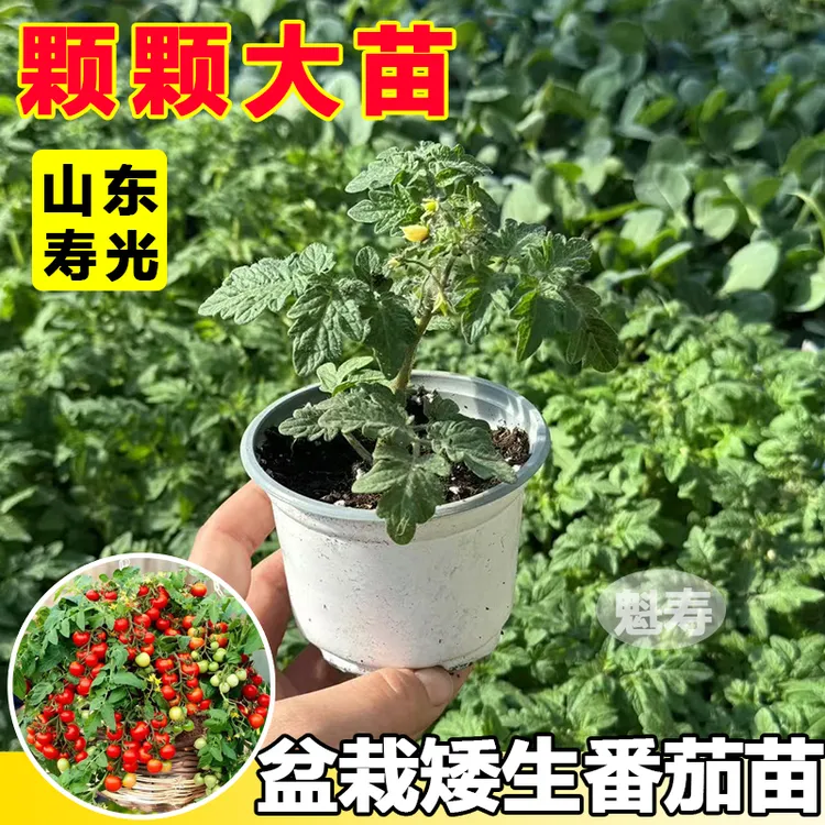 矮生盆栽番茄苗樱桃小番茄西红柿种子四季阳台圣女果秧苗