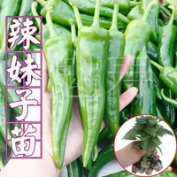 特辣辣妹子辣椒苗尖椒线椒螺丝椒甜椒青椒苗种子四季盆栽种苗寿光