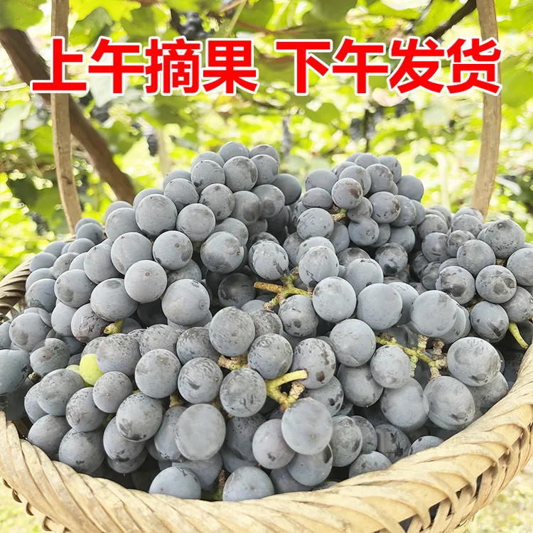 顺丰包邮广西酿酒山葡萄自酿葡萄酒赤霞珠当季新鲜水果2斤4斤11斤