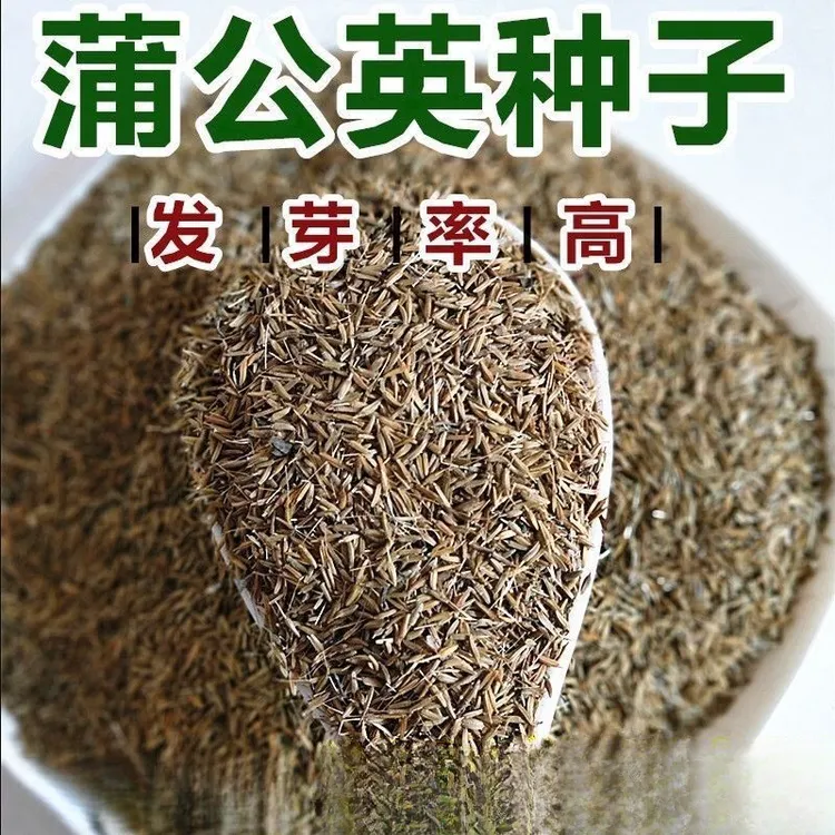 新产蒲公英种子籽野菜婆婆丁种植四季播种多年生种籽蔬菜