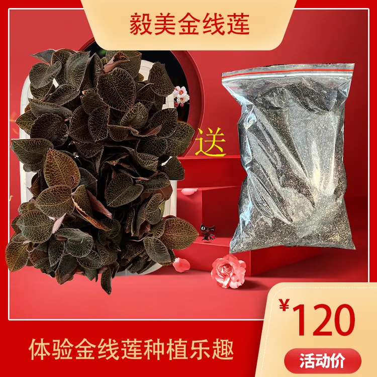 红霞金线莲 林下种植6到9个月 鲜品现采250克一盒食用新鲜成熟