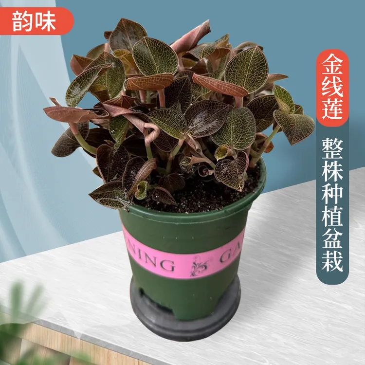 金线莲阳台小院室内绿植盆栽种植送礼