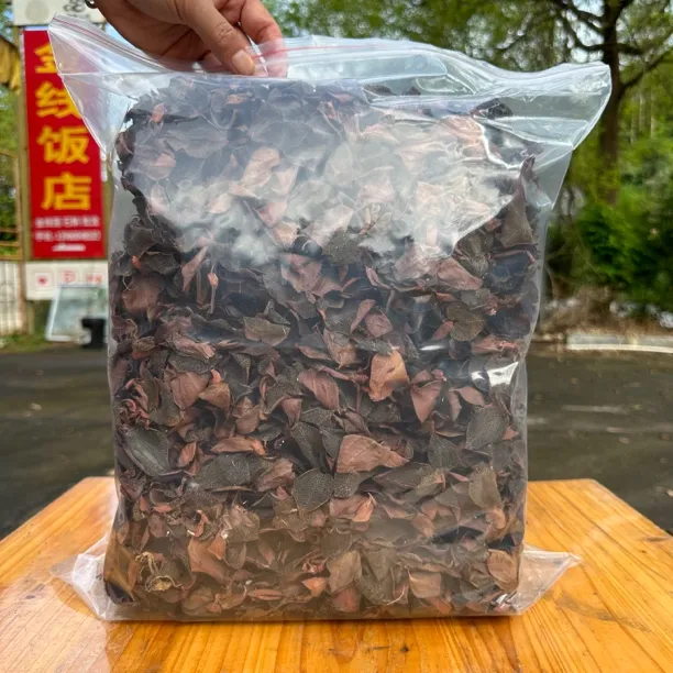 福建正宗林下种植金线莲