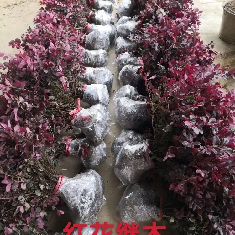 红花继木球红叶植物红继木苗盆栽带土球四季开花基地直销绿化树苗