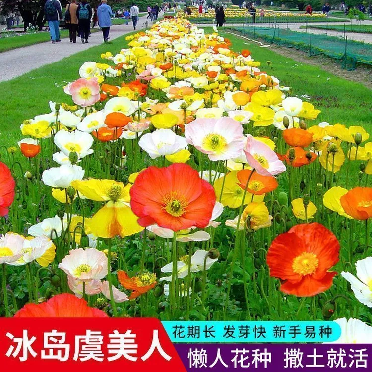 【四季种植】冰岛虞美人花种籽子冬季耐寒四季播种开花易活花籽虞