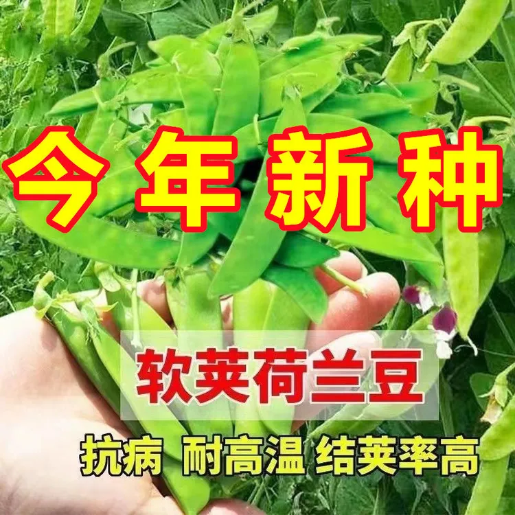 软荚荷兰豆种春夏秋四季播大荚软荚菜豆豌豆豆角种农阳台