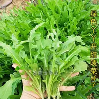 绿丫丫开甜油唛种子籽青花叶油麦菜生菜种孑四季阳台阳台
