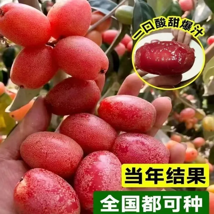 羊奶果种子盆栽地栽当年结果羊奶果子耐冬耐冻南北方四季种阳台