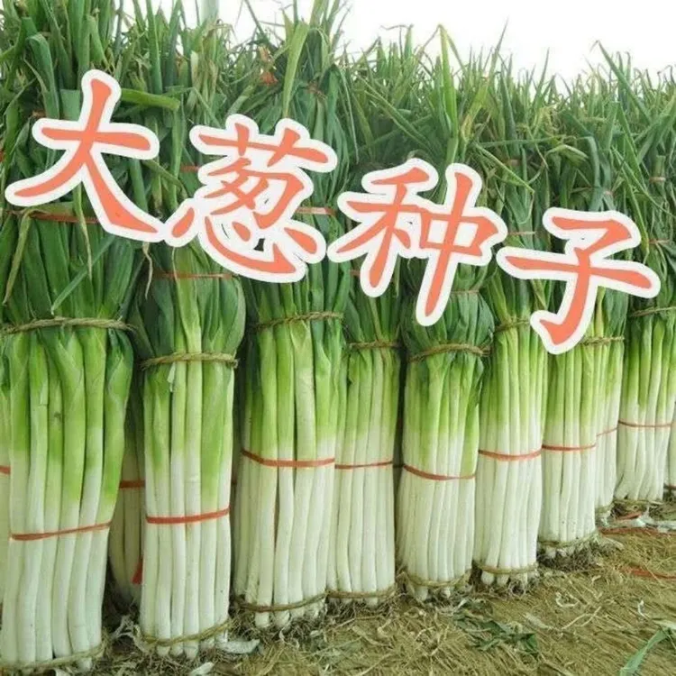 章丘铁杆大葱 抗病籽种耐热种子耐寒季播山东四阳台