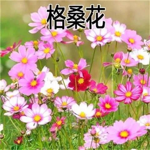 【四季种植】波斯菊种子格桑花七彩七彩格桑花种子四季庭院阳台盆