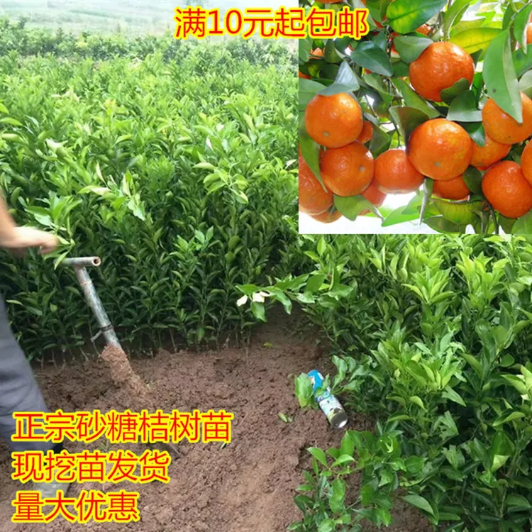 新品种橘子树苗桔子苗四会沙糖橘树苗无籽金秋砂糖橘树苗盆栽地栽