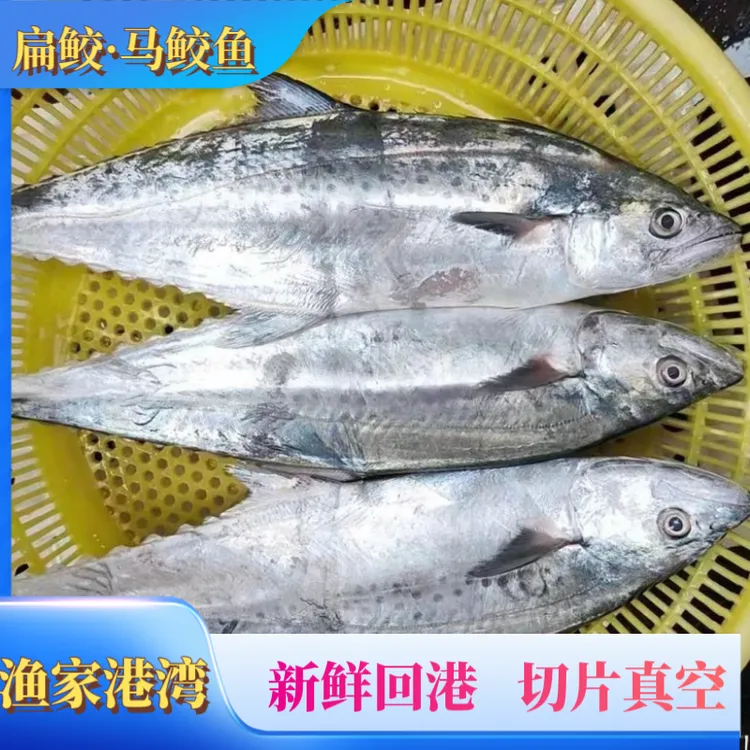 5斤两条白腹马鲛鱼（海南渔民捕捞新鲜上岸）