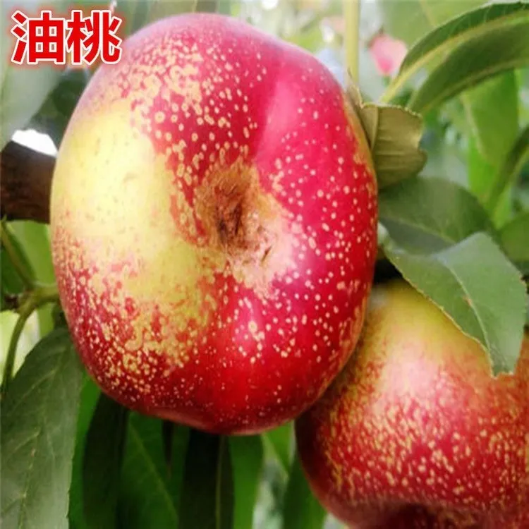 油蟠桃树苗桃树苗嫁接桃树苗黄金蟠桃苗当年结果南北方种植桃树苗