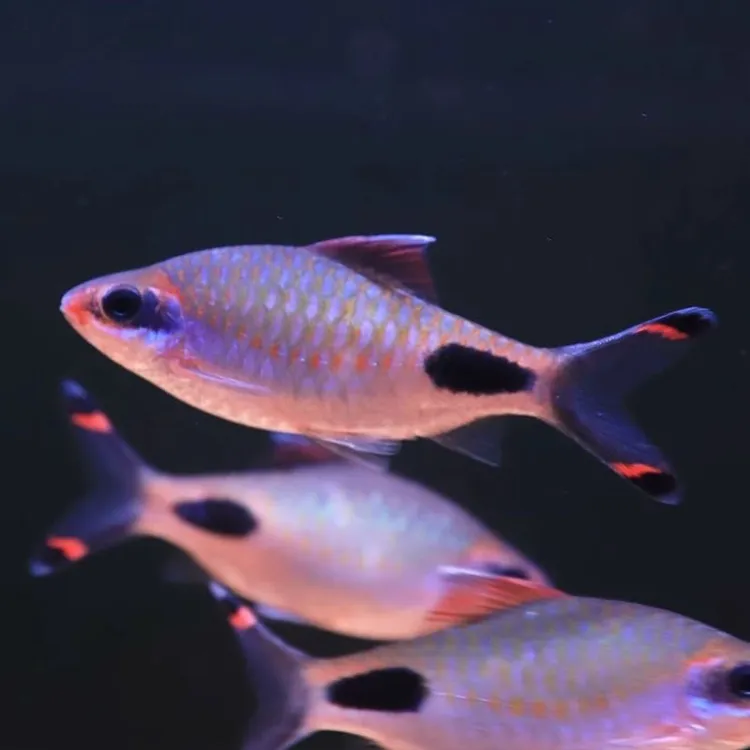 包顺丰黑影道人鱼热带观赏鱼淡水鱼一眉道人鱼水草缸群游鱼易活