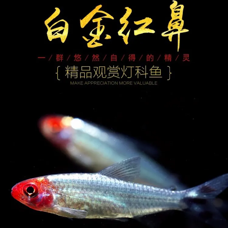 包顺丰红鼻灯鱼热带观赏鱼群游小型淡水鱼草缸混养