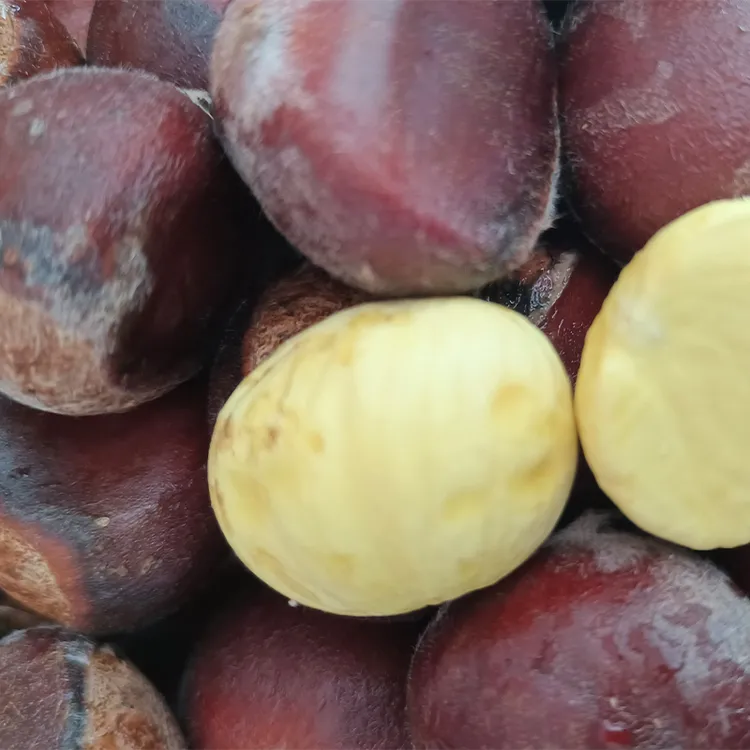 贵州农村板栗老树板栗菜吗生的新鲜板栗香甜板栗生栗子3斤栗子