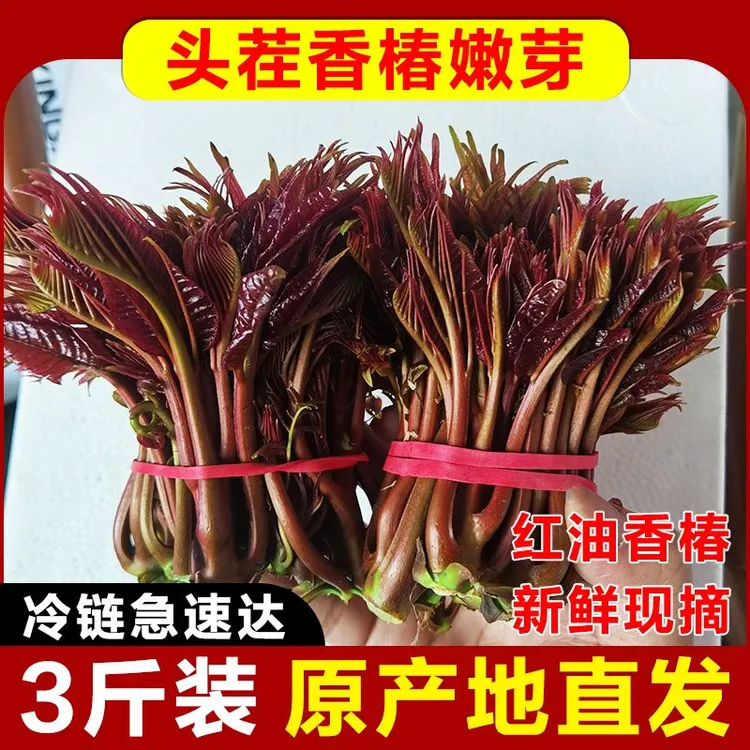 【超值推荐】香椿芽新鲜现摘红油香椿露天头茬当季包邮产地现发