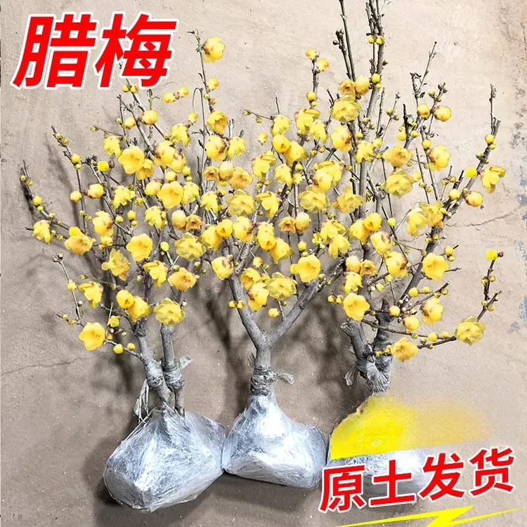 腊梅花树苗盆栽花卉素心腊梅盆景耐寒原生红梅花老桩阳台庭院海棠