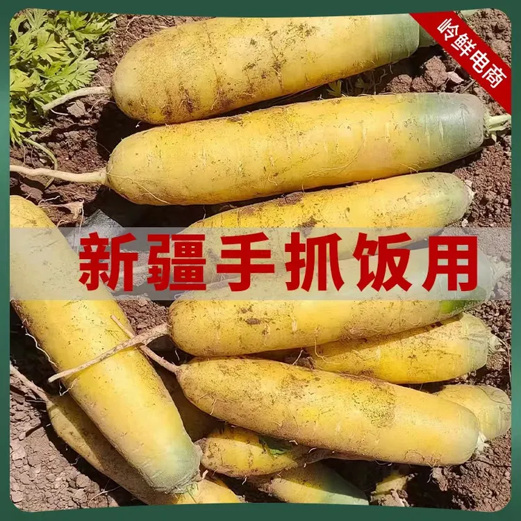 2025年新挖黄胡萝卜手抓饭黄色胡萝卜带泥发货山西临汾发货黄颜色