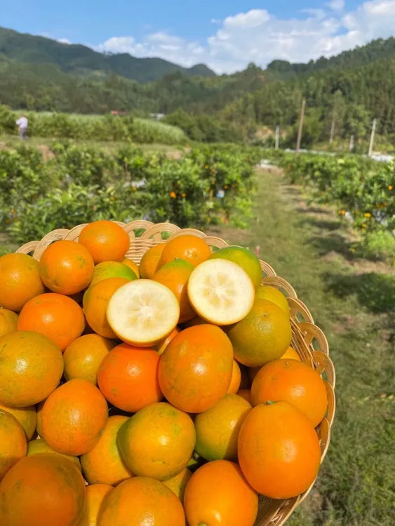 正宗融安原产地脆蜜金柑（家庭装）无酸无籽爽口多汁应季水果