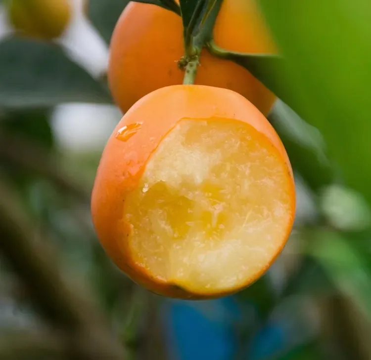 清甜爆汁融安金柑果香浓郁金鲜嫩多汁舌尖上的甜蜜精灵满满维c