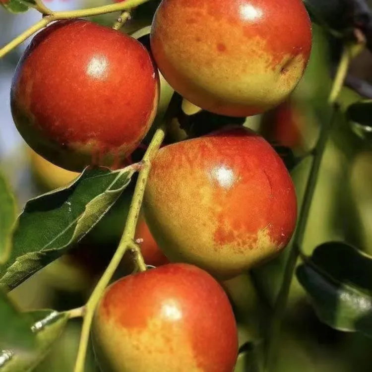 嫁接枣树苗枣苗沾化冬枣苗金丝枣冰糖枣盆栽地栽南北方种植阳台庭