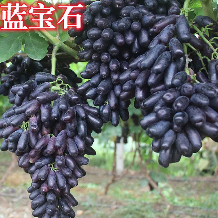 葡萄树苗阳光玫瑰蓝宝石葡萄苗盆栽地栽南方北方种植