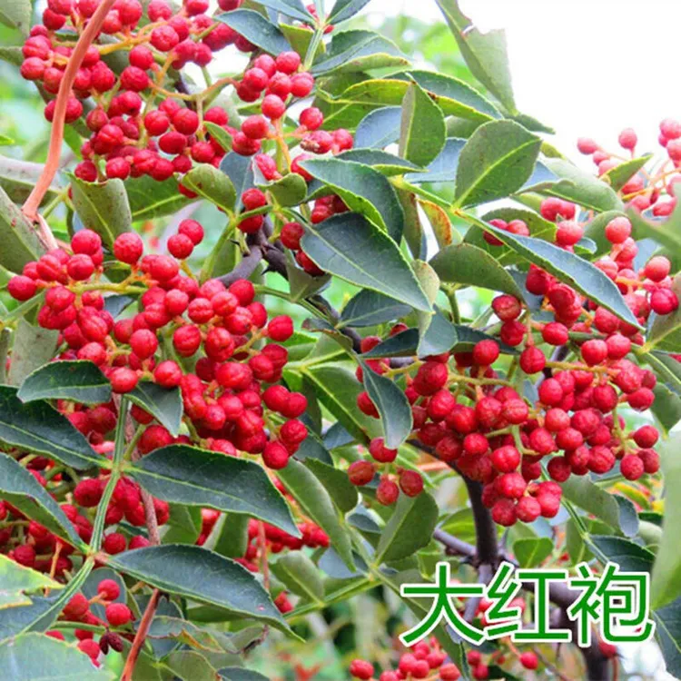 花椒树苗花椒苗大红袍花椒树苗盆栽地栽南方北方种植