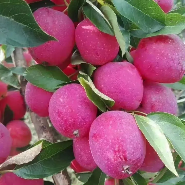 鸡心果树鸡心果树苗鸡心果苗盆栽地栽南方北方种植