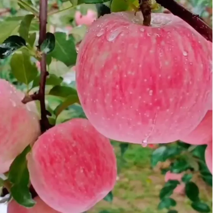 苹果树鸡心果树苗苹果树苗嫁接苹果树苗盆栽地栽阳台庭院种植
