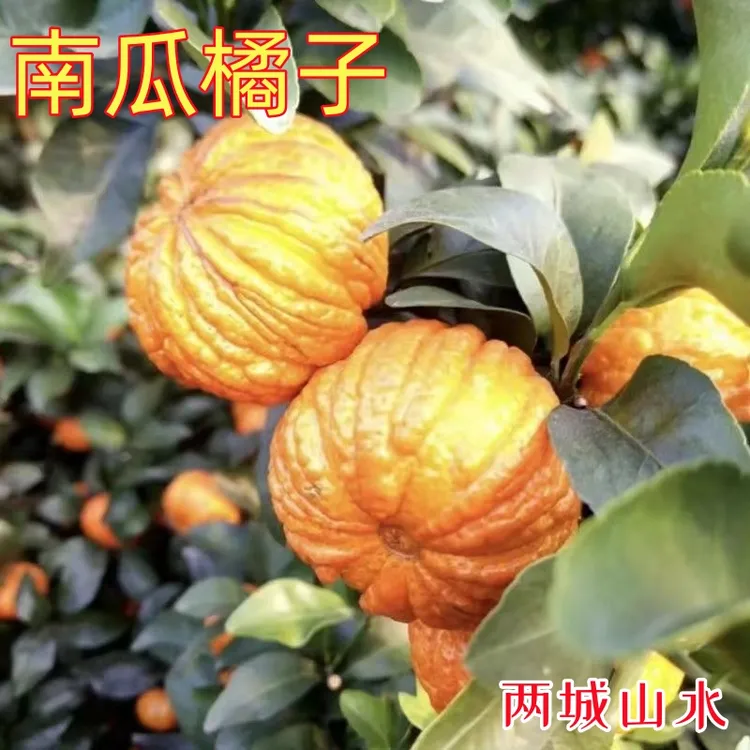 南瓜橘子树苗桔子树正宗红橘水果苗南北方种植橘子树盆栽橘子桔子