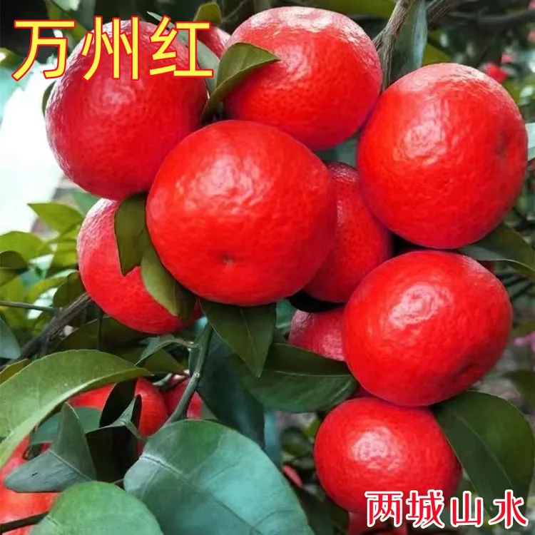 万州红桔子树正宗嫁接优质果树苗红皮橘子苗盆栽四季种植橘子树