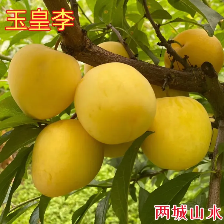 正宗李子果树苗南方树苗蜂糖李子树苗黄李子树苗黄金李子水果树苗