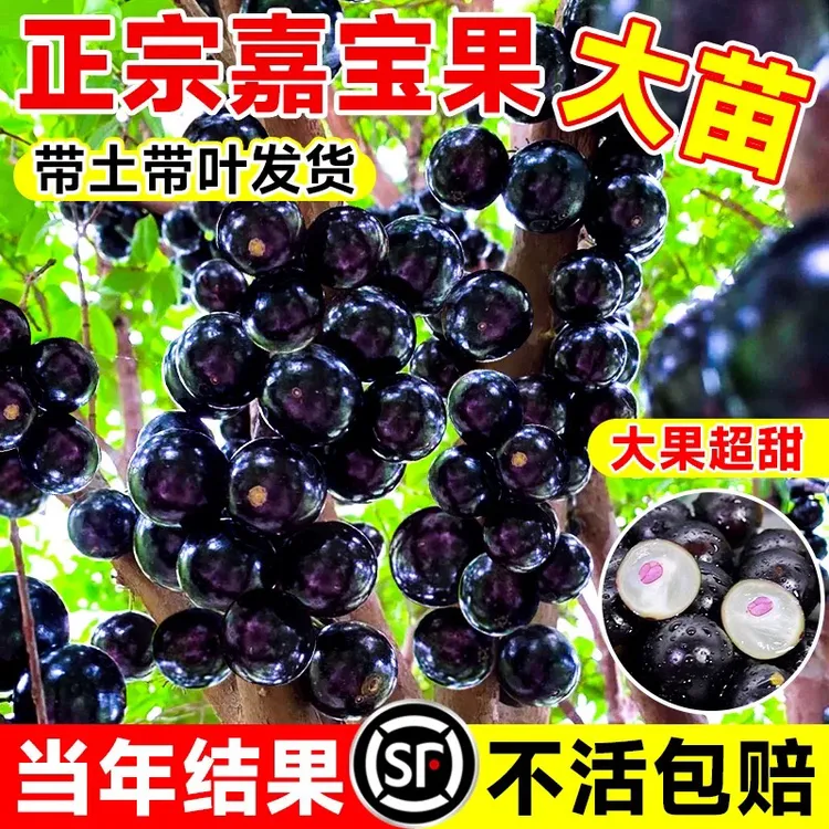 嘉宝果树苗四季艾斯卡嘉宝果阳台庭院盆栽地栽南北方种植高级果树