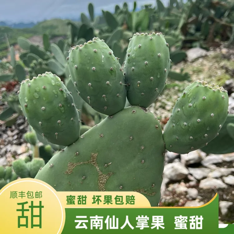 【顺丰包邮】云南新鲜仙人掌果仙桃蜜甜清甜爽口礼盒装