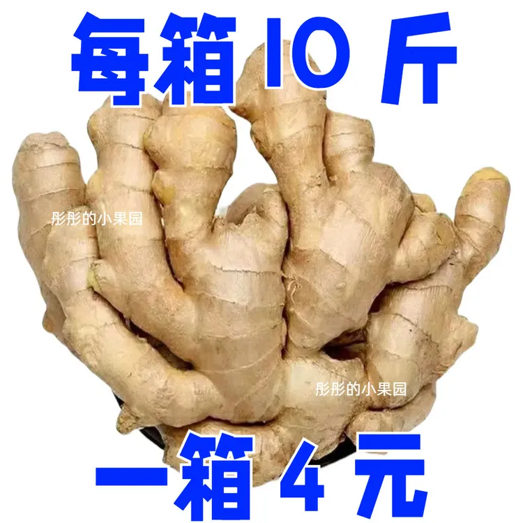 云南新鲜小黄姜现挖生姜嫩姜月仔姜辛辣十足优级美味产地产品高原